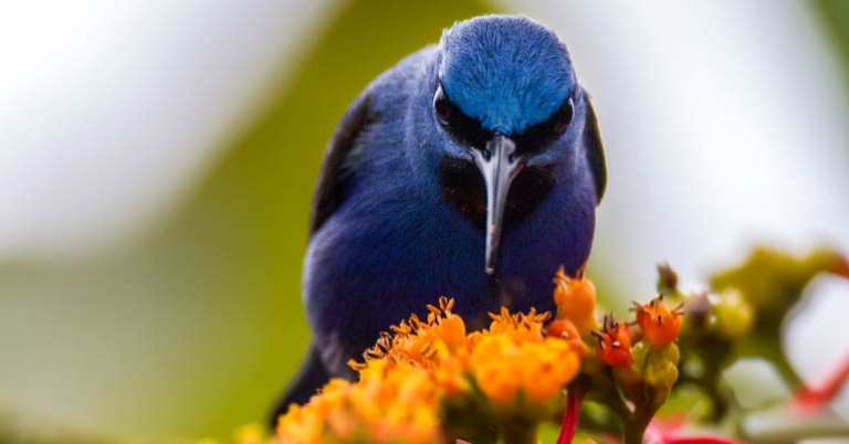 Shining Honeycreeper