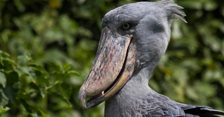 Shoebill Stork
