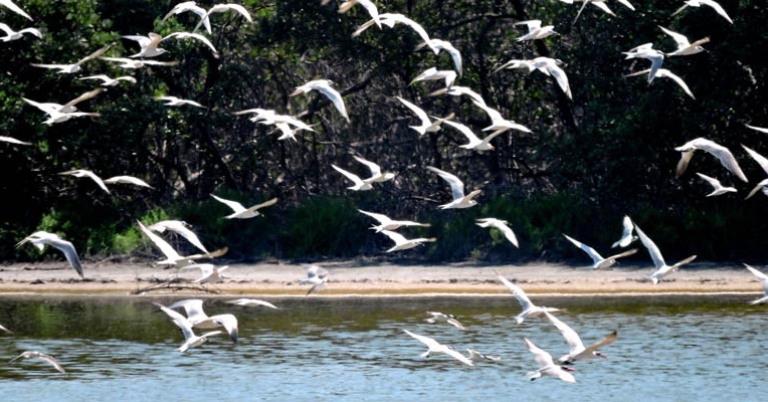 Shorebirds Salamanca
