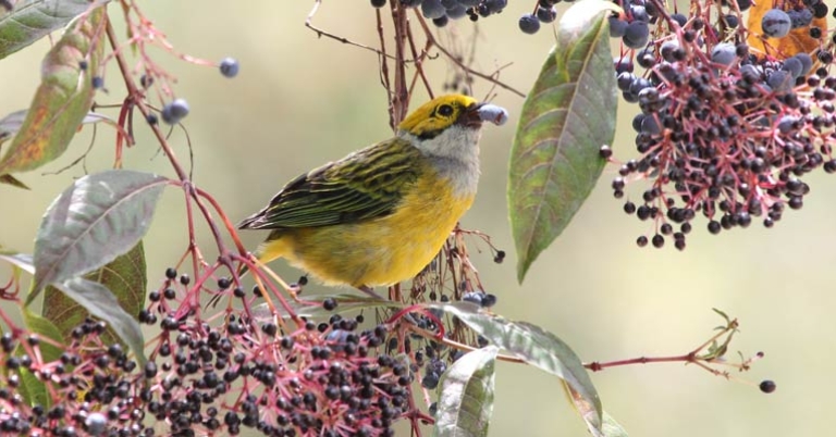 Silver-throated Tanager