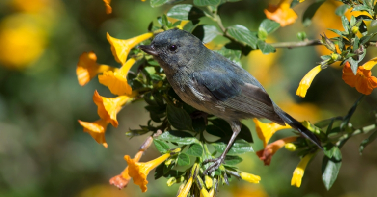 Slaty Flowerpiercer