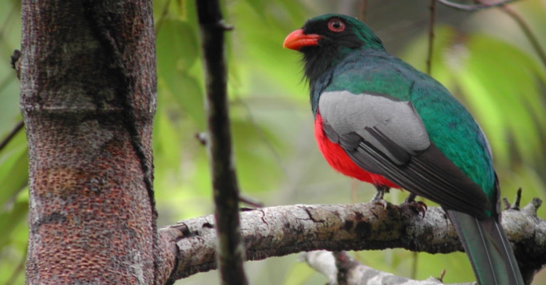 Slaty-tailed Trogon