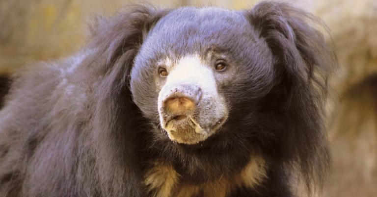 Sloth bear