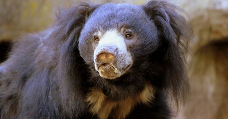 Sloth bear