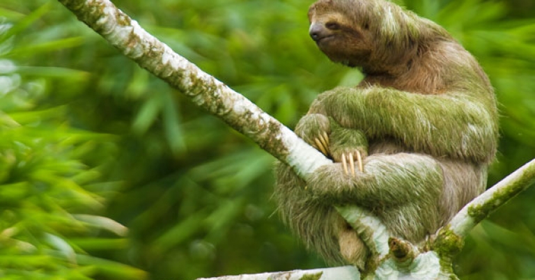 Three-toed sloth