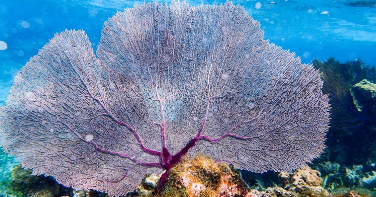 Snorkeling in Belize