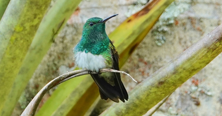 Snowy-bellied Hummingbird