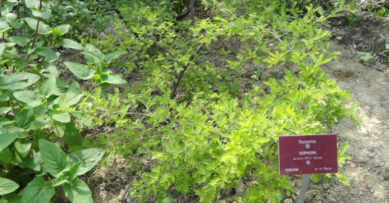 Sophora toromiro