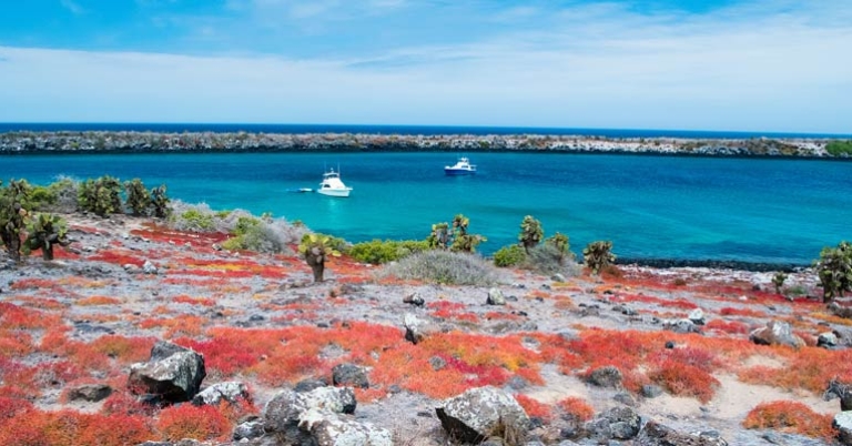 Opuntia and Sesuvium vegetation on South Plaza Island