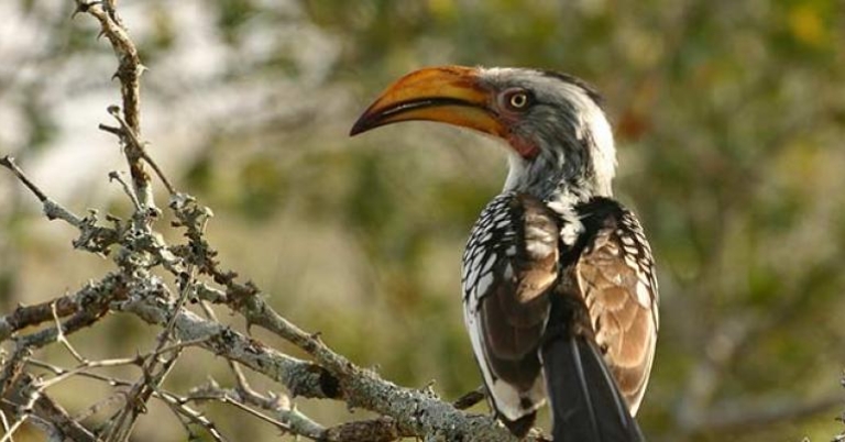 Southern Yellow-billed Hornbill