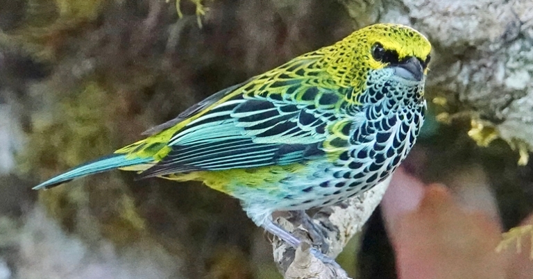 Speckled Tanager