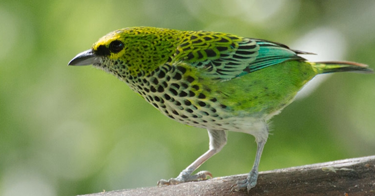 Speckled Tanager