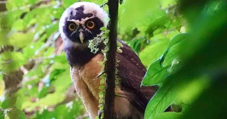 Spectacled Owl