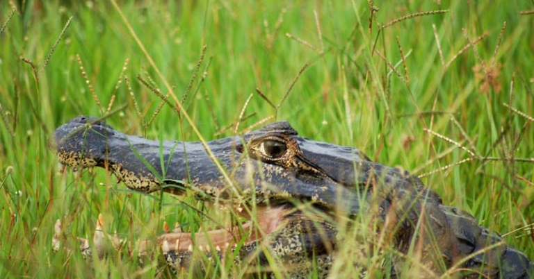 Spectacled Caiman