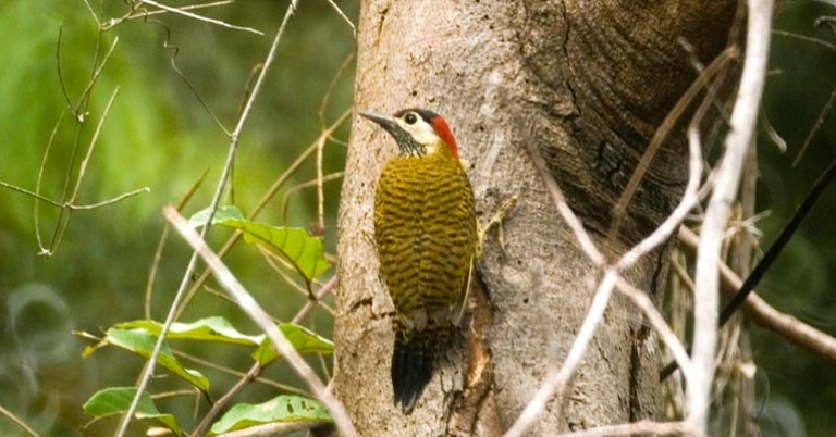 Spot-breasted Woodpecker