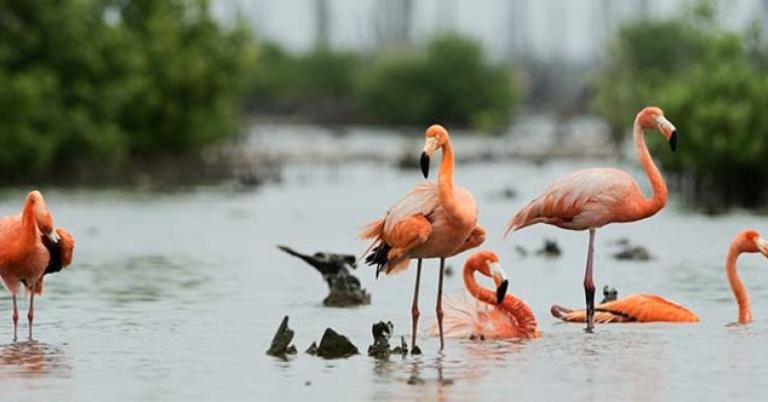 Caribbean Flamingos at Zapata