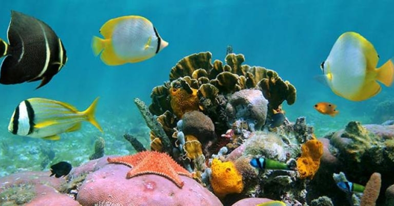 Coral reef