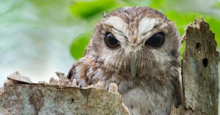 Cuban Screech Owl