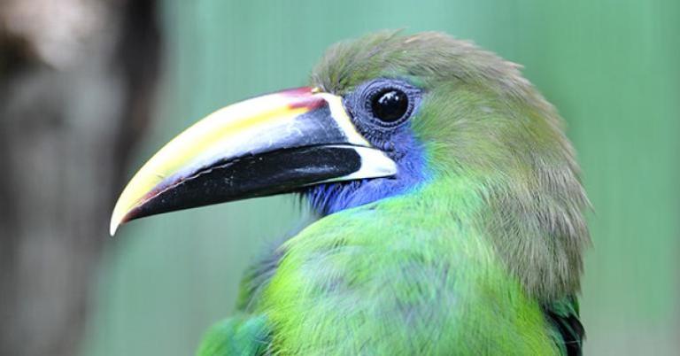 Emerald Toucanet