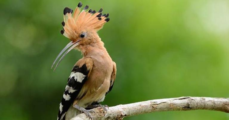 Eurasian Hoopoe