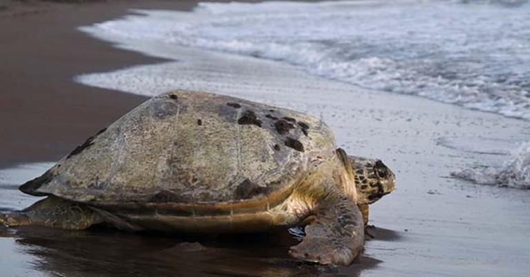 Green Sea Turtle, Tortuguero
