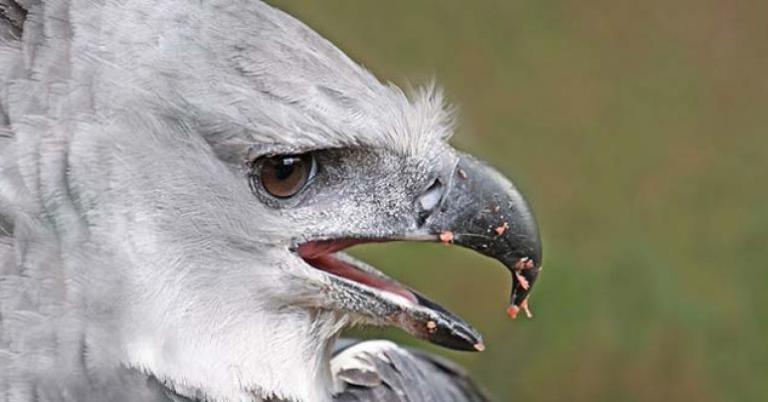 Harpy Eagle