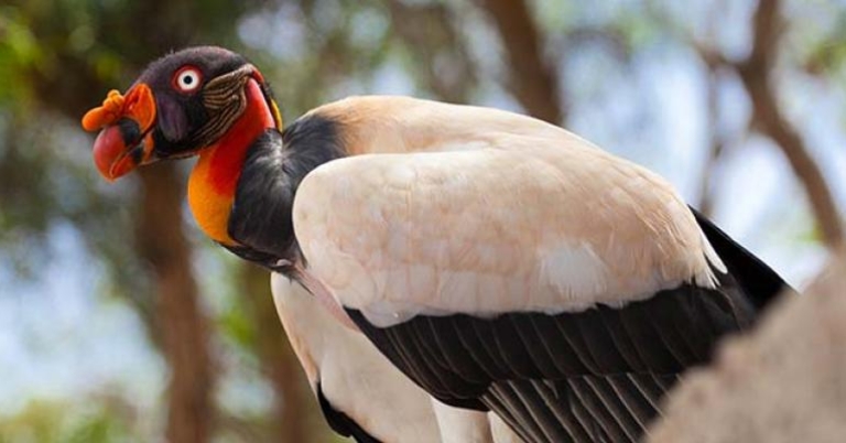 King Vulture