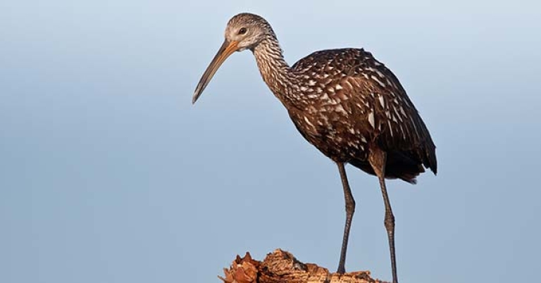 Limpkin