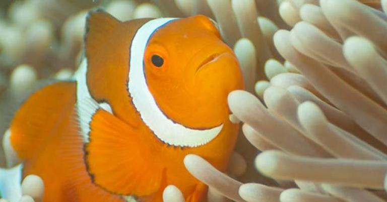 Clown fish at the Great Barrier Reef