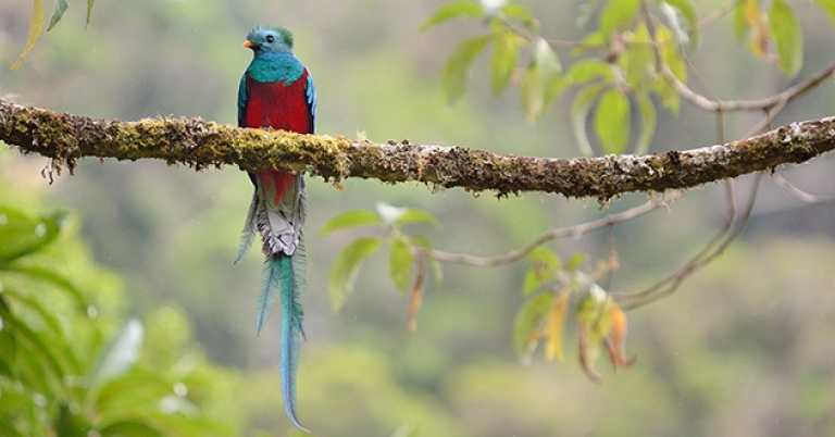 Resplendent Quetzal
