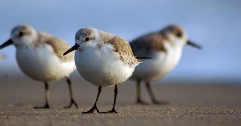 Western Sandpipers