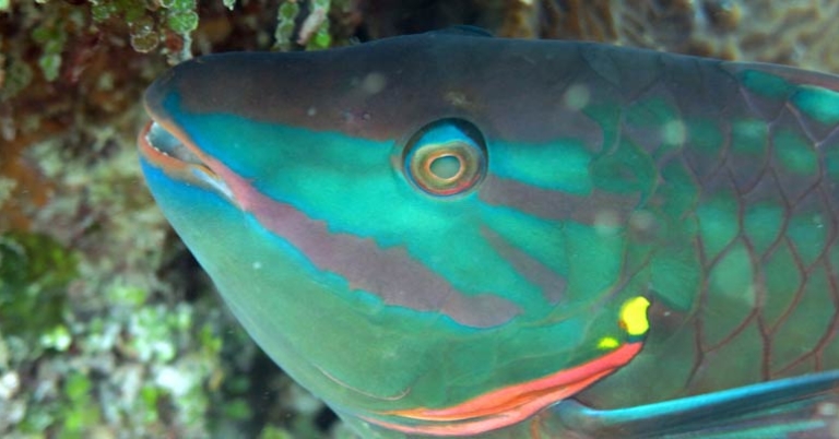 Stoplight Parrotfish