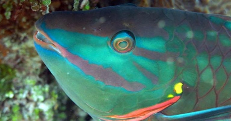 Spotlight Parrotfish at Tobacco Caye