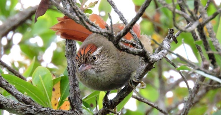 Streak-capped Spinetail