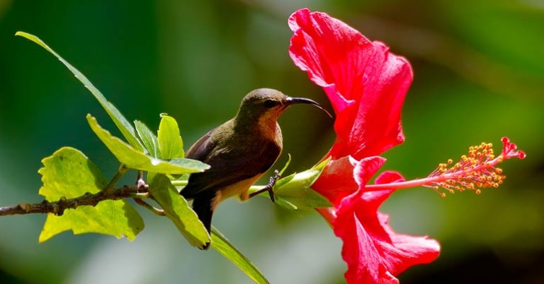 Souimanga Sunbird