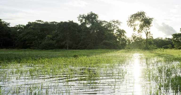 Pantanal landscape