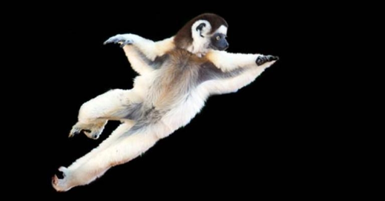 Todd Gustafson, Gustafson Photo Safari Leapin' Lemur