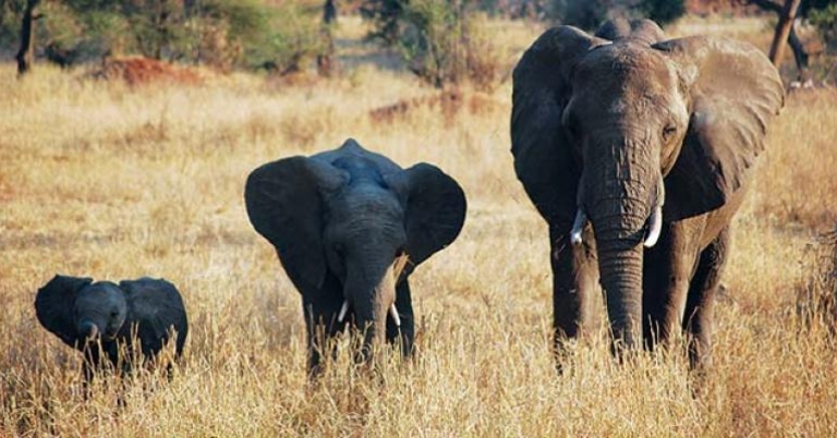 Elephants, Tanzania