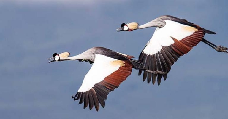 Grey-crowned Cranes