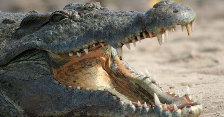 Nile Crocodile