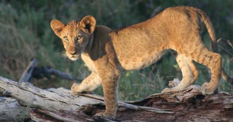 Juvenile lion, Tanzania