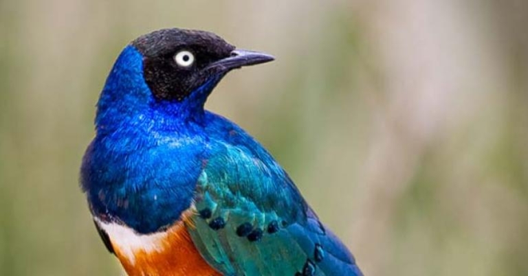 Superb Starling