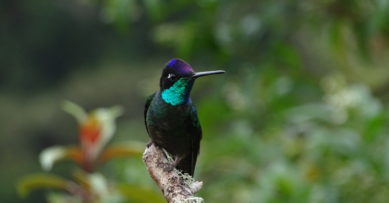 Talamanca Hummingbird