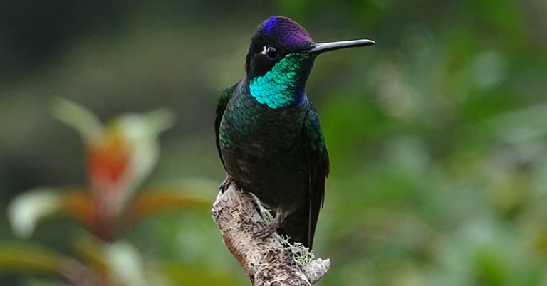 Talamanca Hummingbird