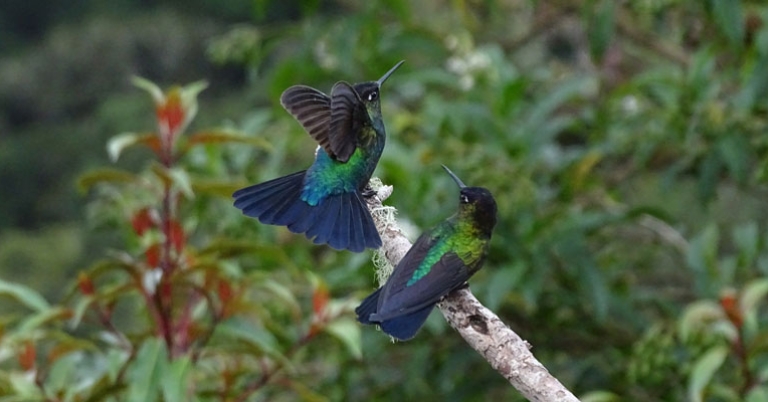 Talamanca Hummingbirds