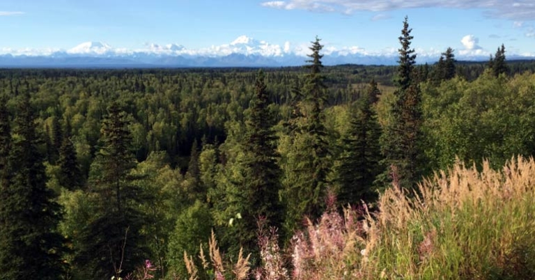 Talkeetna scenery
