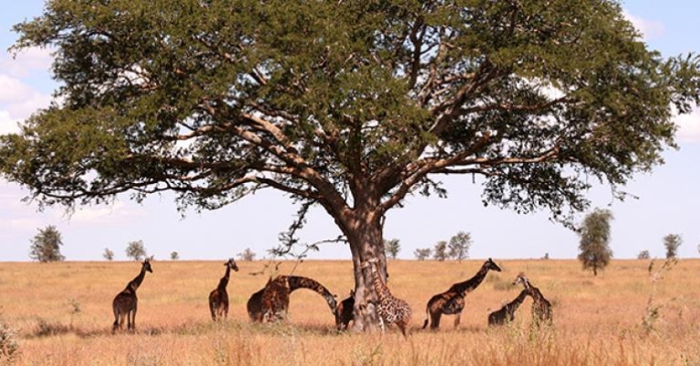 Grazing giraffes