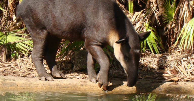 Tapir at The Belize Zoo