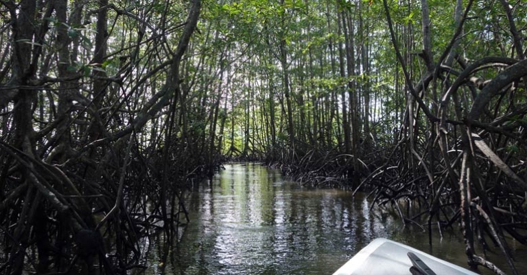 Boat ride in the Terraba Sierpe Mangroves