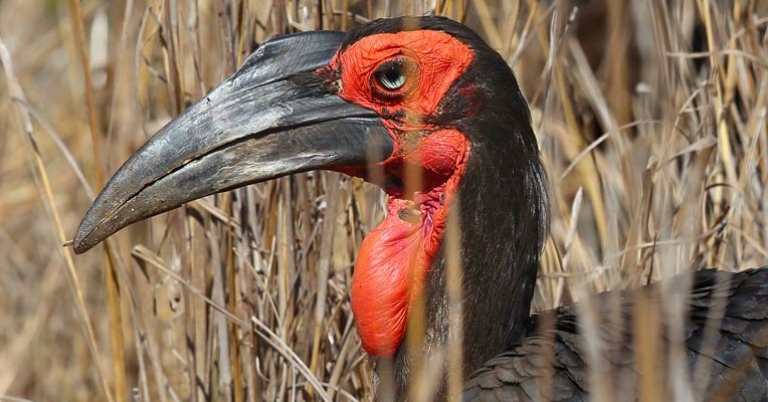 Southern Ground-Hornbill